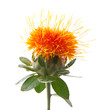 Safflower