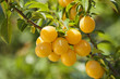 Mirabelles