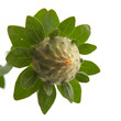 safflower;