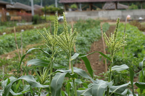 Photo: 野菜畑 野菜畑