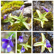 Fettkraut - Pinguicula Vulgaris Fettkraut - Pinguicula Vulgaris