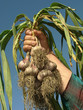 farmer hand with garlic farmer hand with garlic