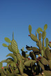 green cactus with red fruits with blue sky background