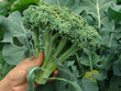 fresh broccoli in farmer hand fresh broccoli in farmer hand