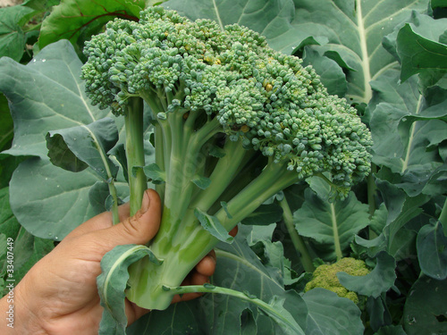 Photo: fresh broccoli in farmer hand fresh broccoli in farmer hand