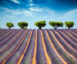 Lavande Provence France / lavender field in Provence, France Lavande Provence France / lavender field in Provence, France