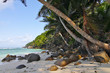 Plage et cocotier