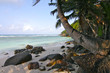Plage et cocotier