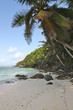 Plage et cocotier