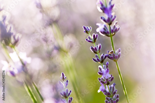 Photo: Lavande fleur - lavender flower Lavande fleur - lavender flower