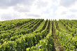 Vignoble