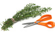 Fresh Savory