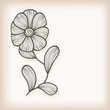 vector greeting card with flower vector greeting card with flower