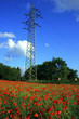 Foto: Mohnfeld mit Hochspannung Mohnfeld mit Hochspannung