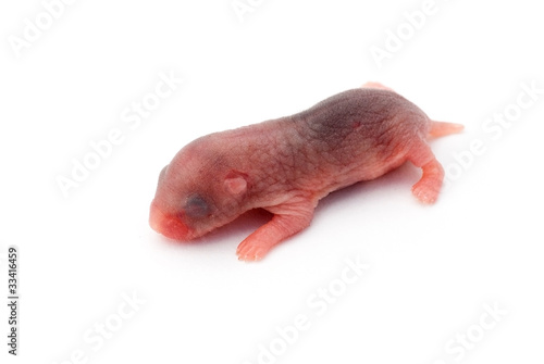 Photo: Baby hamster Baby hamster