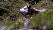 mucca nella natura