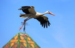 Cigogne