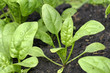 Baby spinach in the garden Baby spinach in the garden