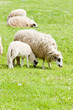 sheep on meadow, Bosnia and Hercegovina