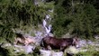muli nella natura selvaggia