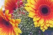 Gerberas Gerberas