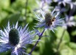 cardi azzurri - Eryngium alpinum