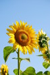 girasoli - sunflowers