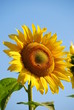 girasole- sunflowers