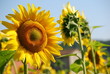 girasoli - sunflowers