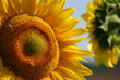 girasole- sunflowers