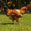 gallina