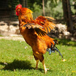 gallo