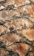 Palm tree trunk texture Palm tree trunk texture