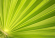 Palm tree leaf striped background Palm tree leaf striped background