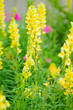 yellow snapdragon yellow snapdragon