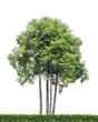 Isolated trees and hedge Isolated trees and hedge