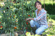 Young woman picking tomatoes Young woman picking tomatoes