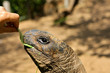 Animal tortue turtle, low speed, slow