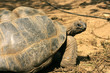 Animal tortue turtle, low speed, slow