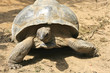 Animal tortue turtle, low speed, slow