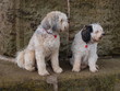 Tibetterrier - Tibet-Terrier Tibetterrier - Tibet-Terrier