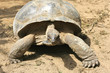 Animal tortue turtle, low speed, slow