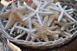 Etoiles de mer