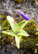 P.vulgaris an Felswand in den Alpen P.vulgaris an Felswand in den Alpen