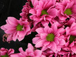 ����: pink flowers � bofotolux #33432031