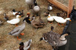 Canards, oies