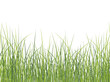 Green grass background Green grass background