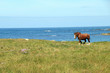 Paysage sauvage