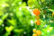 Photo: Orangen Orangen
