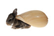 Photo: Small gray rabbit with shells on their backs Small gray rabbit with shells on their backs